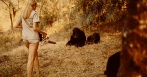 Dr. Hetty van der Rijt tijdens het observeerden van chimpansees in Tanzania